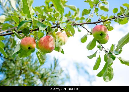 green garden apples on the tree. Healthy natural, young apples. background of apples and leave Stock Photo