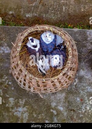 Top view of three cute pigeons in a bamboo cage Stock Photo