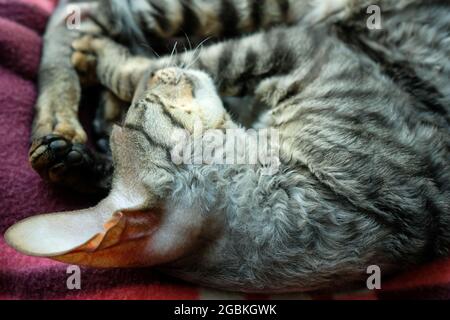 Curly hair of a Cornish Rex cat. Close, sleeping cat. Stock Photo