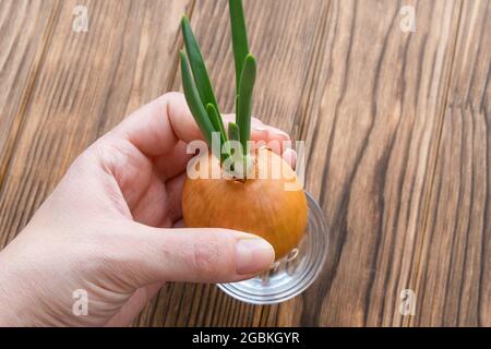 Sprouted onions with green arrows. Holds in hand. Stock Photo