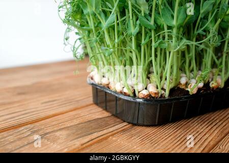 Microgreen peas. Young sprouts in a black container on a wooden background. Stock Photo