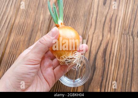 Holds a sprouted onion in his hand. Stock Photo