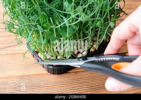 Small black scissor for cutting and harvesting sprouts and microgreens