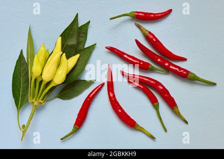 Colorful arrangement of variety peppers closeup, top view, ingredient Stock Photo