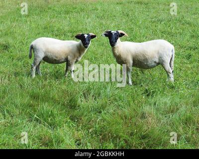 Two goats standing in the grass looking at the camera Stock Photo