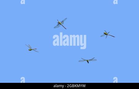Flying Emperor dragonfly, Anax imperator, a collage of four various flight views, side, front and chasing an insect in front of blue sky, Germany Stock Photo