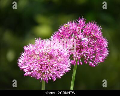 Selective focus shot of pink allium blooms outdoors during daylight Stock Photo