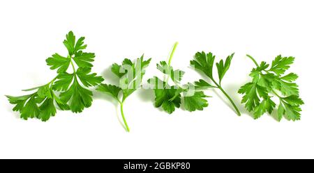 Fresh green parsley, branches with leaves isolated on white background Stock Photo