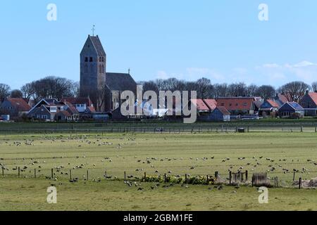 Typical Dutch landscape with the church of Hollum, Ameland with a flock of geese, farmland. Dutch farmers are suffering from damage from the geese Stock Photo