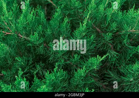 An evergreen bush of juniper in the garden Stock Photo