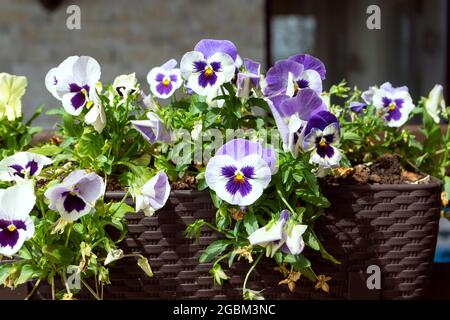 Beautiful pansies in the potted plant on the home terrace Stock Photo