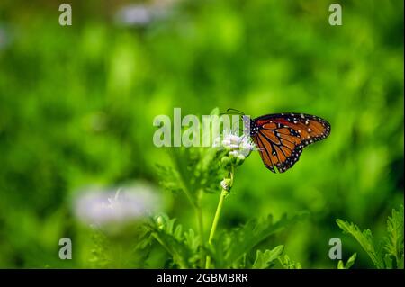 Close-up of butterfly on flower Stock Photo