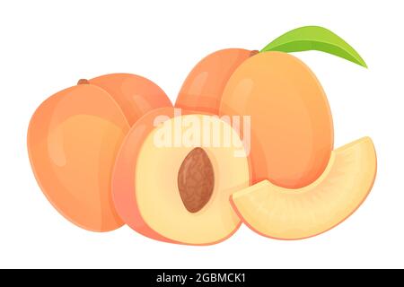 Collection of peaches in different shapes, slice, half with seed, whole fruit. Can be used for healthy diet, harvest natural eco food concept. Stock Stock Vector