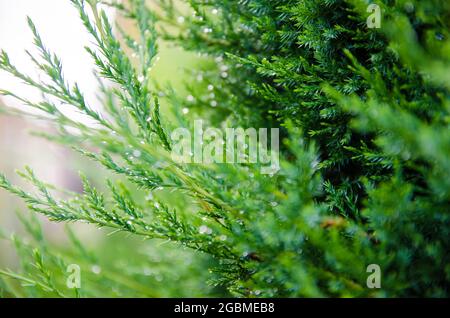 Thuja branches in dew after rain close-up. Beautiful background for design. Natural wallpaper. Nature. Selective focus. Stock Photo