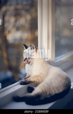 Portrait of a Thai cat lying on the windowsill.  Thai cat lies on the windowsill and licks his lips.A Thai-bred kitten. Small cat with blue eyes looki Stock Photo