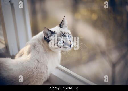 Portrait of a Thai cat lying on the windowsill. The cat turned back. A Thai-bred kitten. Small cat with blue eyes looking out the window. Stock Photo
