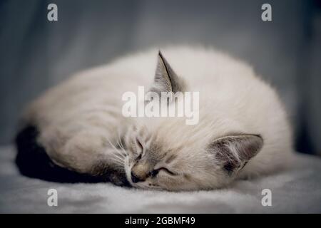 A small kitten is sleeping, curled up in a ball. Small cat. Stock Photo