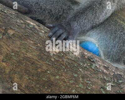 Closeup of Vervet Monkey (Chlorocebus pygerythrus) with blue balls sitting in tree Lake Awassa, Ethiopia. Stock Photo