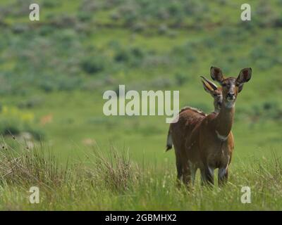 Closeup portrait of female Mountain Nyala (Tragelaphus buxtonni) hidden in meadow looking directly at camera Bale Mountains National Park, Ethiopia. Stock Photo