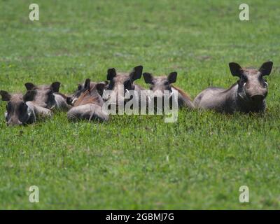 Family portrait of group of wild warthogs (Phacochoerus africanus) resting in meadow camouflaged  Bale Mountains National Park, Ethiopia. Stock Photo