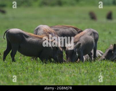 Family portrait of group of wild warthogs (Phacochoerus africanus) feeding together in meadow Bale Mountains National Park, Ethiopia. Stock Photo