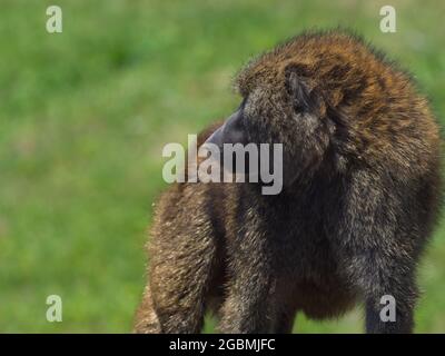 Closeup portrait of an Olive Baboon (Papio anubis) walking toward camera Bale Mountains National Park, Ethiopia. Stock Photo