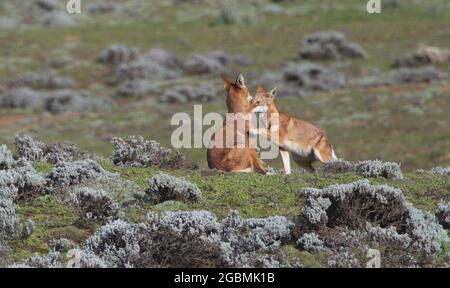 Closeup portrait of two wild and endangered Ethiopian Wolf (Canis simensis) play fighting together, Bale Mountains National Park, Ethiopia. Stock Photo