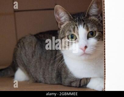 A tabby with white cat sits in a cardboard box Stock Photo
