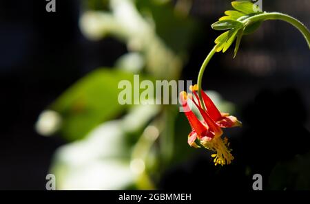 A single red columbine (aquilegia formosa) flower Stock Photo