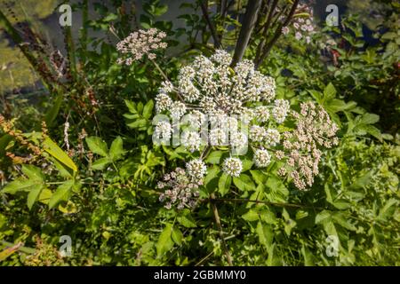 Hogweed, Heracleum sphondylium, flowering in summer in Surrey, south-east England, UK Stock Photo