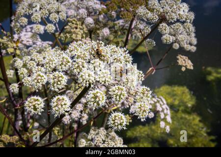 Close-up view of the umbellifer, Hogweed, Heracleum sphondylium, flowering in Surrey, south-east England, UK with a hoverfly and wasp Stock Photo