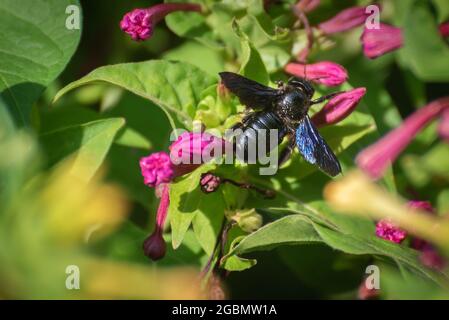 Black bumblebee on purple flowers Stock Photo