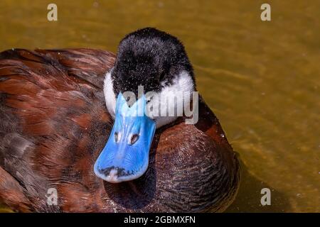 The ruddy duck (Oxyura jamaicensis) is a duck from North America Stock Photo