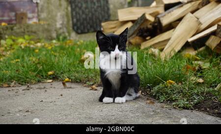 small cute kitten in the garden Stock Photo