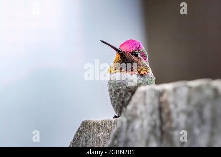 hummingbird sitting still perched on wooden fence Stock Photo