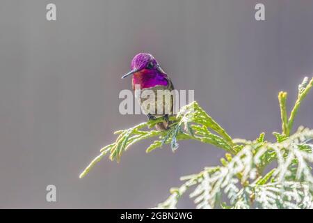 hummingbird perched on cedar branch Stock Photo