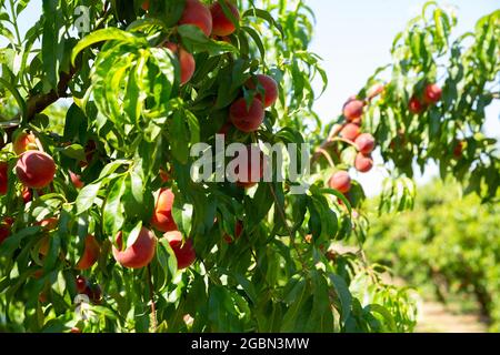 Ripe peaches on tree branches Stock Photo
