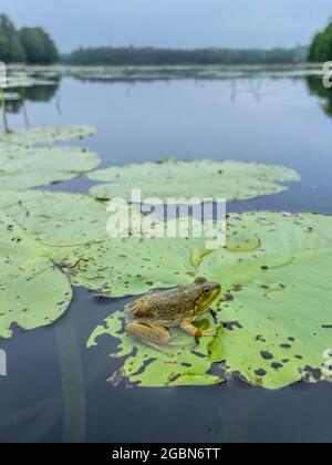 Green Frog - Lithobates clamitans Stock Photo