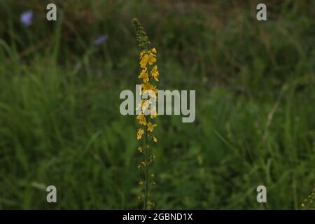 Selective focus of yellow common agrimony flowers on a grassland Stock Photo