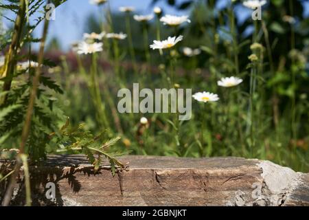 Podium for product presentation. Product display with gray stone texture, a pedestal of natural beauty in sunlight, selective focus. High quality photo Stock Photo