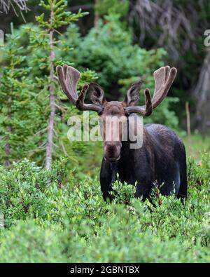 A bull moose stands his ground in Wyoming's backcountry. Stock Photo