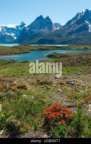 Nordenskjold Lake with red flowers and Cuernos del Paine peaks, Torres del Paine national park, Patagonia, Chile. Stock Photo