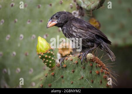 Genovesa Cactus Finch (Geospiza propinqua) with pollen on beak from feeding on Prickly Pear Cactus flower (Opuntia galapageia) in Galapagos Islands Stock Photo