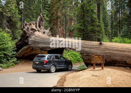 Tunnel Log is a 17 foot wide by 8 foot tall tunnel in a fallen sequoia in the Giant Forest on Crescent Meadow Road, Sequoia National Park, California Stock Photo