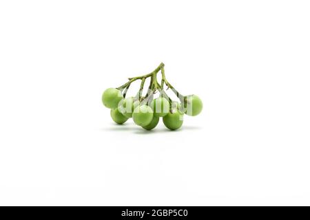 Fresh Turkey berry, Pea eggplant, Solanum Torvum isolated on white background. Stock Photo