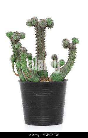 Cactus  Euphorbia in black plastic pot isolated on white background. Stock Photo