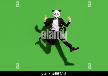 Full length body size view of classy man guy wearing panda mask jumping showing v-sign isolated over bright green color background Stock Photo