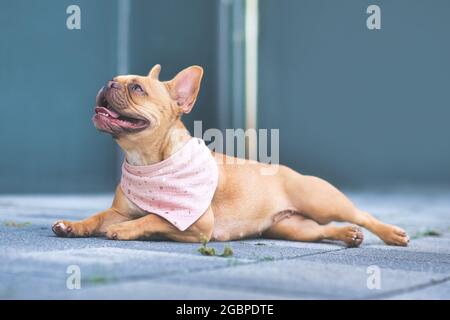 Red French Bulldog dog wearing pink bandanna around neck lying on ground Stock Photo