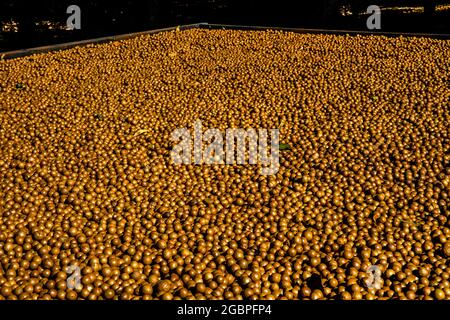 botany, Macadamia, Macadamia farm, Antigua, Guatemala, ADDITIONAL-RIGHTS-CLEARANCE-INFO-NOT-AVAILABLE Stock Photo