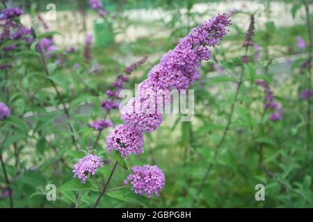 Purple Summer Lilac Buddleja davidii Flower In Garden Stock Photo